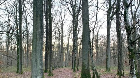 Nancy organisera son troisième festival Embranchements, ouvert au public du 1au 19 juin. La manifestation comprend un colloque international pour les professionnels, les 16 et 17 juin. ©Odile Maillard